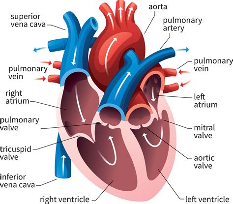 Activity Labelling the heart Resource Add to collection The heart is a …